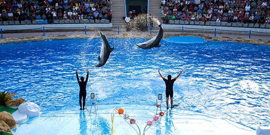 Dolphin Show from Side