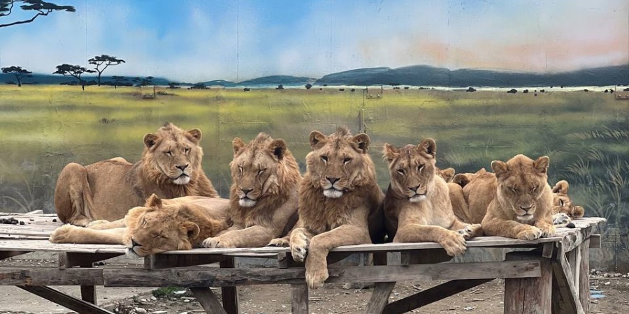 Land of Lions Tour in Side