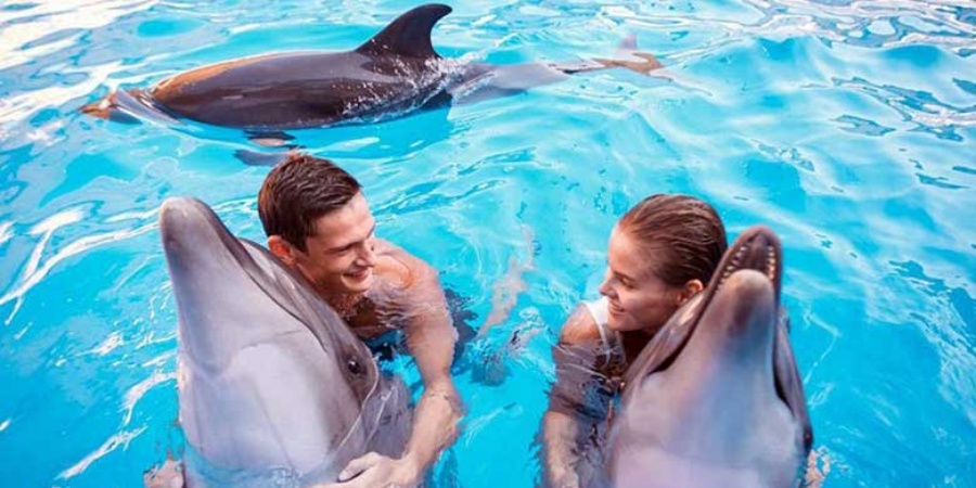 Swimming With Dolphins from Side