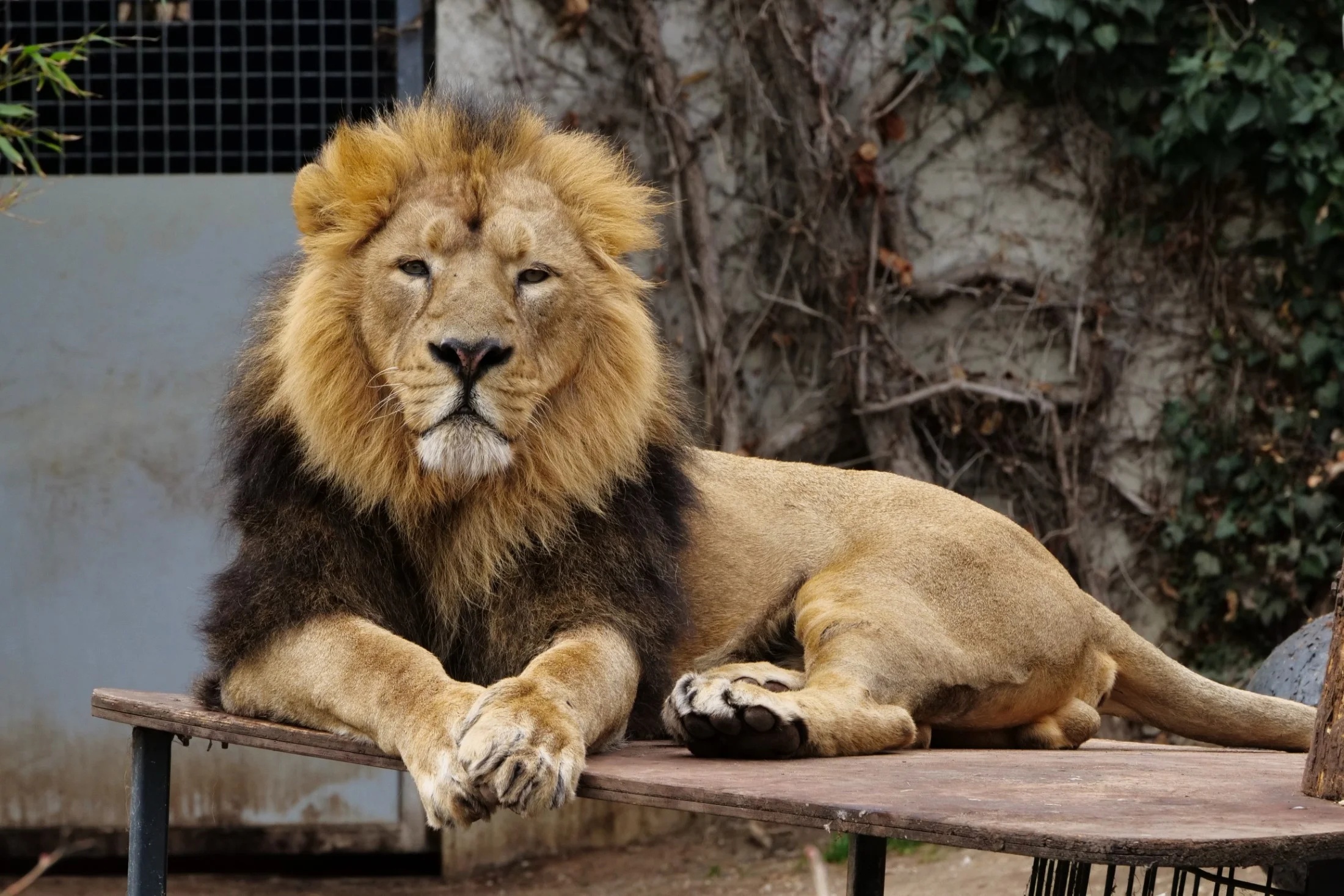 Land of Lions Tour from Alanya